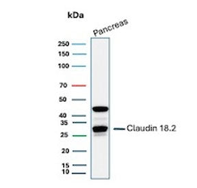 Western blot testing of human pancreas tissue lysate with Claudin18.2 antibody. Predicted molecular weight ~28 kDa.