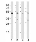 Western blot testing of GATA2 antibody at 1:2000 dilution. Lane 1: K562 lysate; 2: Molt-4 lysate; 3: HeLa lysate; 4: KG-1 lysate; Predicted molecular weight ~51 kDa.