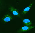 Immunofluorescent staining of PSMA6 using anti-PSMA6 antibody (green). PSMA6 was detected in an immunocytochemical section of cells. Enzyme antigen retrieval was performed using IHC enzyme antigen retrieval reagent for 15 mins. The cells were blocked with 10% goat serum. And then incubated with 5 ug/ml rabbit anti-PSMA6 antibody overnight at 4oC. DyLight 488 Conjugated Goat Anti-Rabbit IgG was used as secondary antibody at 1:500 dilution and incubated for 30 min at 37oC.