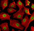 Immunofluorescent staining of EIF4A3 using anti-EIF4A3 antibody (green) and anti-Beta Tubulin antibody (red). EIF4A3 was detected in an immunocytochemical section of human A549 cells. Enzyme antigen retrieval was performed using IHC enzyme antigen retrieval reagent for 15 mins. The cells were blocked with 10% goat serum. And then incubated with 5 ug/ml rabbit anti-EIF4A3 antibody and mouse anti-Beta Tubulin antibody overnight at 4oC.