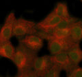 Immunofluorescent staining of SECISBP2 using anti-SECISBP2 antibody (green) and anti-Beta Tubulin antibody (red). SECISBP2 was detected in immunocytochemical section of human A549 cells. Enzyme antigen retrieval was performed using IHC enzyme antigen retrieval reagent for 15 mins. The cells were blocked with 10% goat serum. And then incubated with 5 ug/ml rabbit anti-SECISBP2 antibody and mouse anti-Beta Tubulin antibody overnight at 4oC.