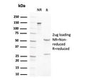 SDS-PAGE analysis of purified, BSA-free LXRB antibody (clone LXRB/2731) as confirmation of integrity and purity.