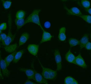 Immunofluorescent staining of FFPE human Caco-2 cells with SCF antibody (green) and DAPI nuclear stain (blue). HIER: steam section in pH6 citrate buffer for 20 min.