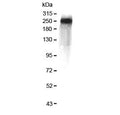 Western blot testing of human plasma with Factor V antibody at 0.5ug/ml. Predicted molecular weight ~252 kDa.