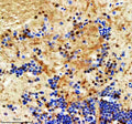 Immunohistochemical analysis of Ints12 protein using Zebrafish Ints12 antibody and paraffin-embedded zebrafish brain tissue. HIER: boil tissue sections in pH8 EDTA for 20 min and allow to cool before testing.