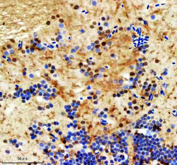 Immunohistochemical analysis of Ints12 protein using Zebrafish Ints12 antibody and paraffin-embedded zebrafish brain tissue. HIER: boil tissue sections in pH8 EDTA for 20 min and allow to cool before testing.
