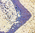 Immunohistochemical analysis of Hmgb1a/b protein using Zebrafish Hmgb1 antibody, HRP secondary and DAB substrate with paraffin-embedded zebrafish brain tissue. HIER: boil tissue sections in pH8 EDTA for 20 min and allow to cool before testing.