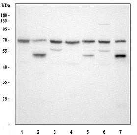 Western blot testing of HGF antibody and mouse NIH3T3 cell lysate. Predicted molecular weight: 76-91 kDa (precursor), 54-64 kDa (alpha chain), 31-34 kDa (beta chain).