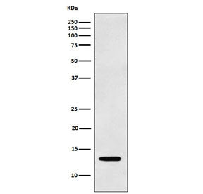 Western blot testing of human K562 cell lysate with LGALS1 antibody. Predicted molecular weight ~14 kDa.