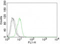 Intracellular FACS testing of human HeLa cells with p27Kip1 antibody (green), isotype control (gray), and cells without primary (black).
