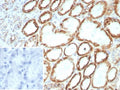 IHC staining of FFPE human kidney tissue with FGF23 antibody (clone FGF23/8939). Inset: PBS used in place of primary Ab (secondary Ab negative control). HIER: boil tissue sections in pH 9 10mM Tris with 1mM EDTA for 20 min and allow to cool before testing.