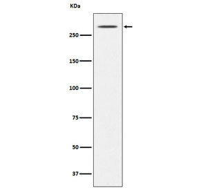 Western blot testing of mouse thyroid lysate with Thyroglobulin antibody. Predicted molecular weight ~305 kDa.