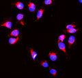 Immunofluorescent staining of FFPE human U-2 OS cells with PRDX1 antibody (red) and DAPI nuclear stain (blue). HIER: steam section in pH6 citrate buffer for 20 min.