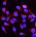 Immunofluorescent staining of FFPE human HeLa cells with NUBPL antibody (red) and DAPI nuclear stain (blue). HIER: steam section in pH6 citrate buffer for 20 min.