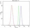 Flow cytometry testing of mouse ANA-1 cells with Y-box-binding protein 1 antibody at 1ug/million cells (blocked with goat sera); Red=cells alone, Green=isotype control, Blue= Y-box-binding protein 1 antibody.