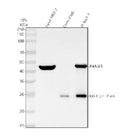 Immunoprecipitating (IP) PANX3 in MCF-7 whole cell lysate. Western blot analysis of PANX3 using anti-PANX3 antibody; Lane 1: MCF-7 whole cell lysates (30ug); Lane 2: Rabbit control IgG instead of anti-PANX3 antibody in MCF-7 whole cell lysate; Lane 3: anti-PANX3 antibody (2ug) + MCF-7 whole cell lysate (500ug). After electrophoresis, proteins were transferred to a membrane.