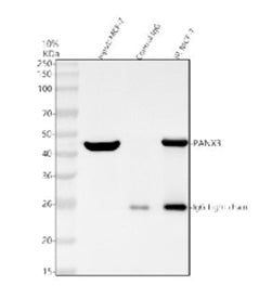 Immunoprecipitating (IP) PANX3 in MCF-7 whole cell lysate. Western blot analysis of PANX3 using anti-PANX3 antibody; Lane 1: MCF-7 whole cell lysates (30ug); Lane 2: Rabbit control IgG instead of anti-PANX3 antibody in MCF-7 whole cell lysate; Lane 3: anti-PANX3 antibody (2ug) + MCF-7 whole cell lysate (500ug). After electrophoresis, proteins were transferred to a membrane.