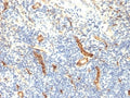 IHC: Formalin-fixed, paraffin-embedded human tonsil stained with anti-CD34 antibody (HPCA1/1171)