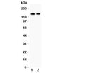 Western blot testing of PER2 antibody and Lane 1: A549; 2: PANC lysate
