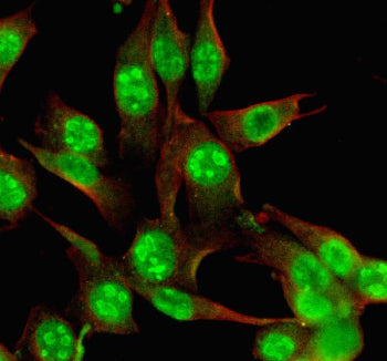 Immunofluorescent staining of MYBBP1A using anti-MYBBP1A antibody (green) and anti-Beta Tubulin antibody (red). MYBBP1A was detected in an immunocytochemical section of NIH/3T3 cells. Enzyme antigen retrieval was performed using IHC enzyme antigen retrieval reagent for 15 mins. The cells were blocked with 10% goat serum. And then incubated with 5 ug/ml rabbit anti-MYBBP1A antibody and mouse anti-Beta Tubulin antibody overnight at 4oC.