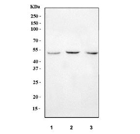 Western blot analysis of 1) human T-47D, 2) monkey COS7 and 3) mouse kidney lysate with AAT antibody at 0.5ug/ml. Alpha 1 Antitrypsin is a glycoprotein with an expected molecular weight of 47-52 kDa.