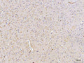 IHC staining of FFPE rat brain tissue with DUSP6 antibody. HIER: boil tissue sections in pH8 EDTA for 20 min and allow to cool before testing.