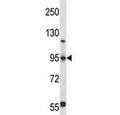 FOXP4 antibody western blot analysis in 293 lysate. Predicted molecular weight: ~73kDa, observed here at ~95kDa.