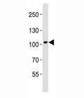 Western blot analysis of lysate from human brain tissue lysate using DDR1 antibody diluted at 1:1000.