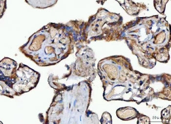 IHC staining of FFPE human placental tissue with MOCS2 antibody. HIER: boil tissue sections in pH8 EDTA for 20 min and allow to cool before testing.