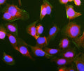 Immunofluorescent staining of GIPC1 using anti-GIPC1 antibody (red). GIPC1 was detected in an immunocytochemical section of U2OS cells. Enzyme antigen retrieval was performed using IHC enzyme antigen retrieval reagent for 15 mins. The cells were blocked with 10% goat serum. And then incubated with 5 ug/ml rabbit anti-GIPC1 antibody overnight at 4oC. DyLight 594 Conjugated Goat Anti-Rabbit IgG was used as secondary antibody at 1:100 dilution and incubated for 30 min at 37oC.