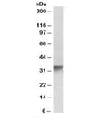 Western blot testing of human platelet lysate with GOLPH3 antibody at 0.3ug/ml. Predicted molecular weight ~34 kDa.