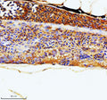 IHC staining of FFPE zebrafish kidney tissue with Zebrafish Rac1 antibody. HIER: boil tissue sections in pH8 EDTA for 20 min and allow to cool before testing.