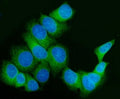 Immunofluorescent staining of FFPE human MCF7 cells with FKBP10 antibody (green) and DAPI nuclear stain (blue). HIER: steam section in pH6 citrate buffer for 20 min.