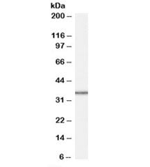 Western blot testing of HepG2 cell lysate with MRPL3 antibody at 1ug/ml. Predicted molecular weight: ~38kDa.