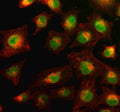 Immunofluorescent staining of PYK2/PTK2B using anti-PTK2B antibody (green)) and anti-Beta Tubulin antibody (red). PYK2/PTK2B was detected in an immunocytochemical section of cells. Enzyme antigen retrieval was performed using IHC enzyme antigen retrieval reagent for 15 mins. The cells were blocked with 10% goat serum. And then incubated with 5 ug/ml rabbit anti-PTK2B antibody and mouse anti-Beta Tubulin antibody overnight at 4oC.