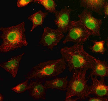 Immunofluorescent staining of PYK2/PTK2B using anti-PTK2B antibody (green)) and anti-Beta Tubulin antibody (red). PYK2/PTK2B was detected in an immunocytochemical section of cells. Enzyme antigen retrieval was performed using IHC enzyme antigen retrieval reagent for 15 mins. The cells were blocked with 10% goat serum. And then incubated with 5 ug/ml rabbit anti-PTK2B antibody and mouse anti-Beta Tubulin antibody overnight at 4oC.