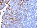 IHC testing of FFPE human tonsil with recombinant IgG antibody (clone IG1707R). Required HIER: boil tissue sections in 10mM citrate buffer, pH 6, for 10-20 min followed by cooling at RT for 20 min.