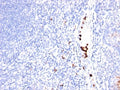 IHC: Formalin-fixed, paraffin-embedded human tonsil stained with GCSF antibody (SPM468).