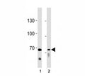 TICAM1 antibody western blot analysis in (1) Ramos cell line and (2) mouse liver tissue lysate. Predicted/observed molecular weight: 76/70-150kDa.