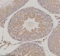 Immunohistochemical staining of SERPINE2 using anti-SERPINE2 antibody. SERPINE2 was detected in a paraffin-embedded section of rat testis tissue. Heat mediated antigen retrieval was performed in EDTA buffer (pH 8.0, epitope retrieval solution). The tissue section was blocked with 10% goat serum. The tissue section was then incubated with 2 ug/ml rabbit anti-SERPINE2 antibody overnight at 4oC. Peroxidase Conjugated Goat Anti-rabbit IgG was used as secondary antibody and incubated for 30 min at 37oC.