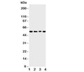 Western blot testing of TRAF4 antbody; Lane 1: rat thymus; 2: human HeLa; 3: (h) Jurkat; 4: mouse HEPA cell lysate. Predicted molecular weight: ~54 kDa.