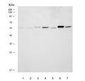 Western blot testing of 1) human U-87 MG, 2) human ThP-1, 3) human HL60, 4) rat pancreas, 5) rat testis, 6) mouse pancreas and 7) mouse testis tissue lysate with DNAJC3 antibody. Predicted molecular weight ~58 kDa.