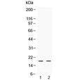 Western blot testing of 1) rat testis and 2) human HeLa lysate with Alpha Defensin 1 antibody at 0.5ug/ml. Predicted molecular weight ~10 kDa.