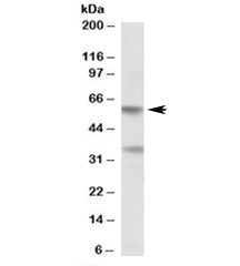 Western blot testing of human placenta lysate with SIGLEC6 antibody at 0.5ug/ml. Predicted molecular weight: ~50kDa, routinely observed from 50~60kDa.
