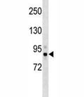 Tbk1 antibody western blot analysis in mouse cerebellum tissue lysate. Predicted molecular weight: ~84 kDa.