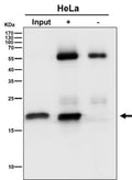Immunoprecipitate (IP) analysis using the antibody at 1:50 dilution. (Western blot at 1:500 dilution). Predicted molecular weight: 15-20 kDa (three isoforms).
