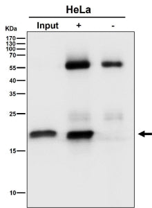 Immunoprecipitate (IP) analysis using the antibody at 1:50 dilution. (Western blot at 1:500 dilution). Predicted molecular weight: 15-20 kDa (three isoforms).