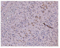 IHC staining of FFPE mouse brain tissue with Caspase 9 antibody. HIER: boil tissue sections in pH8 EDTA for 20 min and allow to cool before testing.