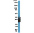Western blot testing of human lung tissue with recombinant Napsin-A antibody at 1:2000 dilution. Expected molecular weight: 38-45 kDa depending on glycosylation level.
