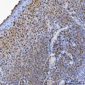 IHC staining of FFPE human tonsil tissue with USP26 antibody. HIER: boil tissue sections in pH8 EDTA for 20 min and allow to cool before testing.
